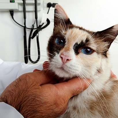 10 อาการบ่งบอกแมวเสี่ยงโรคหัวใจ